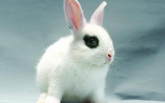 海棠兔產自哪里?海棠兔的環(huán)境溫度控制