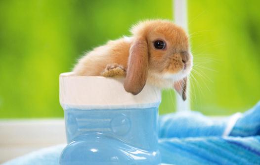 荷蘭垂耳兔怎么養?荷蘭垂耳兔的產地