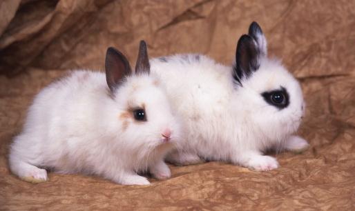 家兔怎么養?家兔吃什么?