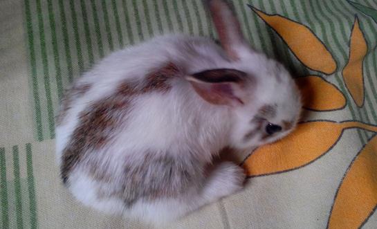 潔西伍莉的價格-潔西伍莉多少錢能買?