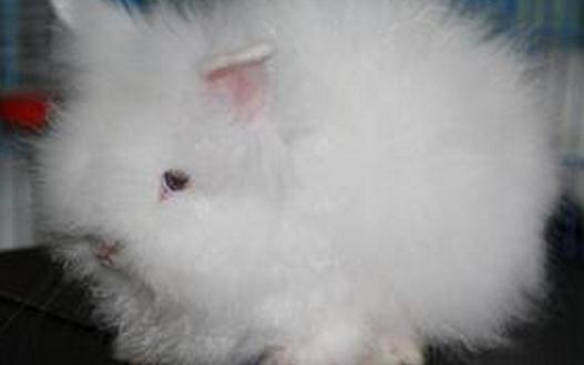 潔西伍莉的產地在哪里?