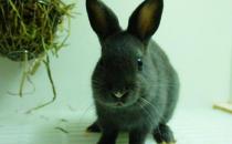 哈瓦那兔對飼養(yǎng)環(huán)境有什么要求？