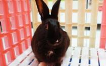 哈瓦那兔如何護理？哈瓦那兔怎么斷奶？