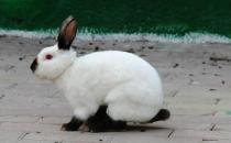 加利福尼亞兔怎么養(yǎng)？加利福尼亞兔養(yǎng)殖方法