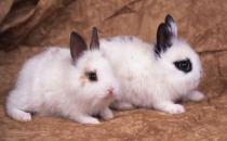 家兔怎么養？家兔吃什么？