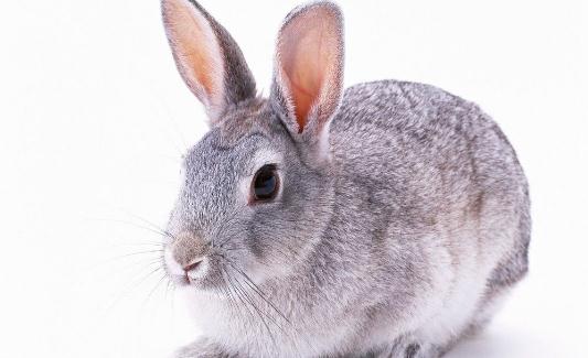 巨型格仔兔怎么養(yǎng)?巨型格仔兔養(yǎng)殖方法
