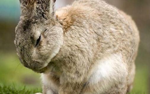 巨型花明兔價格-巨型花明兔多少錢能買到？