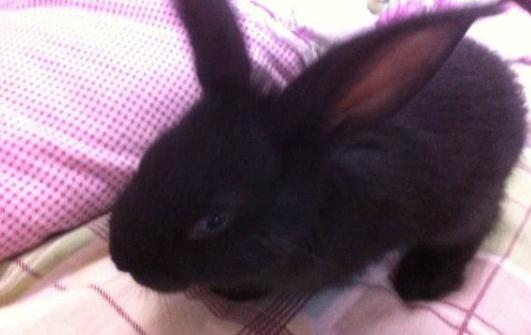 蓮山黑兔能喝水嗎?蓮山黑兔的喂食