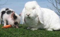 巨型格仔兔的產地-巨型格仔兔產自哪里？