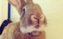 巨型花明兔怎么養(yǎng)？巨型花明兔養(yǎng)殖方法