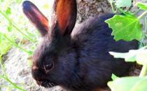 蓮山黑兔怎么養(yǎng)？蓮山黑兔多少錢能買到？