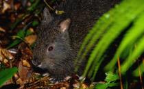 琉球兔的形態特征有哪些？