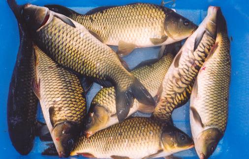 年年有魚 過年吃什么魚好？