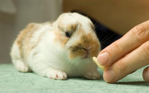 迷你兔怎么養？迷你兔的飼養方法