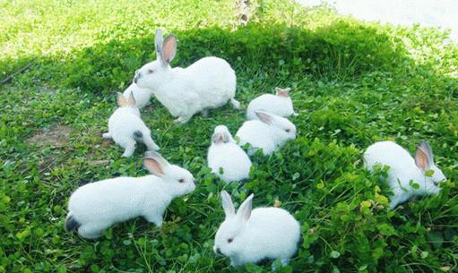 青紫藍(lán)兔的簡介-青紫藍(lán)兔是什么品種？