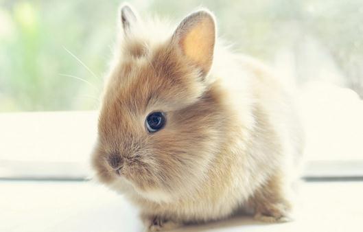 獅子兔的簡介-獅子兔是什么樣的?