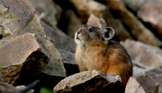 鼠兔如何繁殖后代?