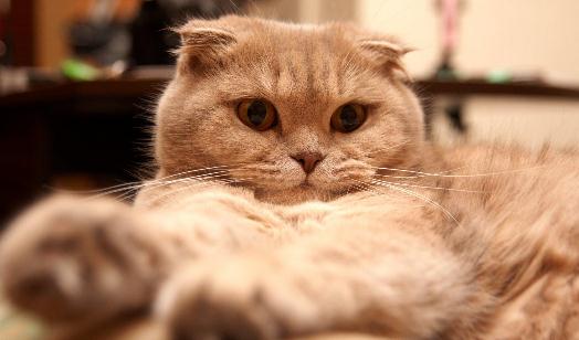 蘇格蘭折耳貓的簡介-蘇格蘭折耳貓的特征