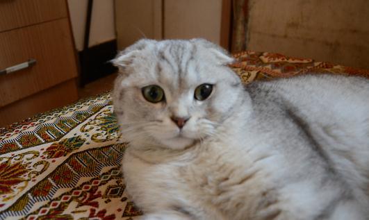 蘇格蘭折耳貓的養殖方法是什么？