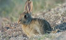 沙漠棉兔的簡介-沙漠棉兔是什么品種？