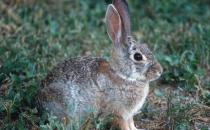 沙漠棉兔怎么養？沙漠棉兔吃什么？