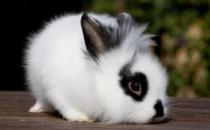 獅子頭兔的飼養(yǎng)方法是什么？