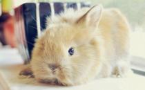 獅子兔兔籠要什么樣的才好？