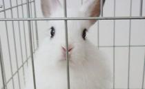 西施兔是怎樣的？西施兔的簡介