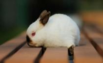 給喜馬拉雅兔吃什么最好？