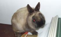 暹羅兔吃什么？暹羅兔吃胡蘿卜嗎？