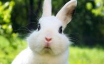 熊貓兔怎么養？熊貓兔主要吃什么？