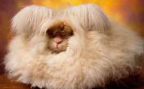 英國安哥拉兔的簡介 英國安哥拉兔是什么？