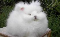 英國安哥拉兔能喝水嗎？安哥拉兔怎么養？