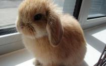 英國垂耳兔的體型特征是怎樣的？