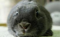 銀狐兔產自哪里？銀狐兔的飼養方法