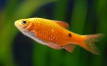 魚肉營養(yǎng)價值高 寶寶吃什么魚好？