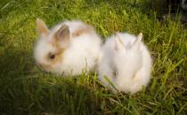 侏儒海棠兔對生存環境有什么要求？