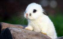 侏儒海棠兔怎么養？侏儒海棠兔吃什么？