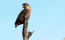 暗色鸚鵡的產地 暗色鸚鵡的飼養方法