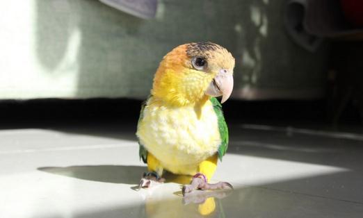 白腹凱克鸚鵡的簡介 白腹凱克鸚鵡的產地