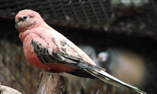 伯克氏鸚鵡的產地 伯克氏鸚鵡的簡介