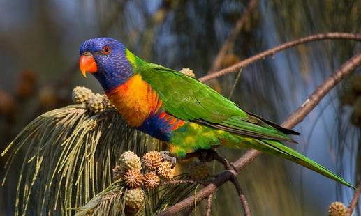 彩虹吸蜜鸚鵡的簡介 彩虹吸蜜鸚鵡的產地