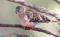 伯克氏鸚鵡的繁殖方法 伯克氏鸚鵡飼養方法