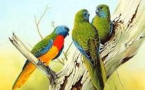 彩繪錐尾鸚鵡的產(chǎn)地 彩繪錐尾鸚鵡的簡(jiǎn)介