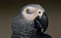 非洲灰鸚鵡的生活習性 非洲灰鸚鵡繁殖方法