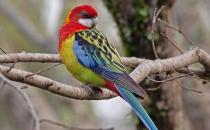 超級鸚鵡的簡介 超級鸚鵡的產地