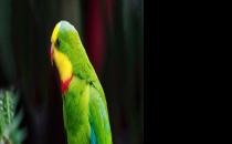 超級(jí)鸚鵡如何繁殖？超級(jí)鸚鵡的飼養(yǎng)方法