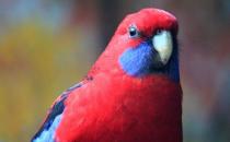 東玫瑰鸚鵡的飼養方法 東玫瑰鸚鵡的繁殖方法