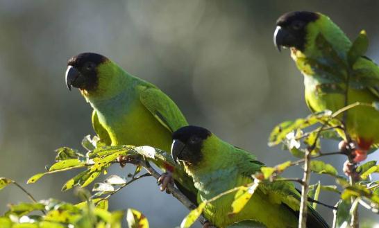 金色錐尾鸚鵡的產(chǎn)地 金色錐尾鸚鵡的簡(jiǎn)介