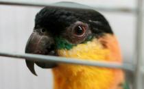 黑頭凱克鸚鵡是什么？黑頭凱克鸚鵡的生活習(xí)性